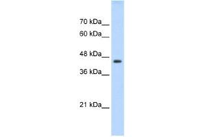 WB Suggested Anti-TEAD3 Antibody Titration:  0. (TEAD3 抗体  (C-Term))