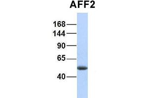 Host:  Rabbit  Target Name:  AFF2  Sample Type:  Human Fetal Lung  Antibody Dilution:  1. (AFF2 抗体  (N-Term))
