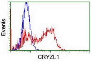 Image no. 3 for anti-Crystallin, Zeta, Homolog antibody (ABIN1497655) (CRYZL1 抗体)