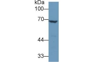 Western Blotting (WB) image for anti-Angiopoietin 2 (ANGPT2) (AA 24-165) antibody (ABIN7430333)