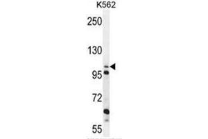 C4orf21 Antibody (N-term) western blot analysis in K562 cell line lysates (35µg/lane). (ZGRF1 抗体  (N-Term))