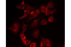 ABIN6274452 staining RAW264. (BRI3BP 抗体  (N-Term))