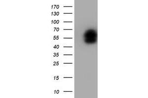 Image no. 2 for anti-LIM Homeobox 1 (LHX1) (AA 100-362) antibody (ABIN1490804) (LHX1 抗体  (AA 100-362))