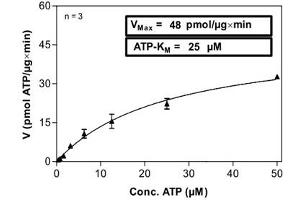 Image no. 2 for Met Proto-Oncogene (MET) (Tyr1235Asp-Mutant) (Active) protein (ABIN5570155) (c-MET Protein (Tyr1235Asp-Mutant))
