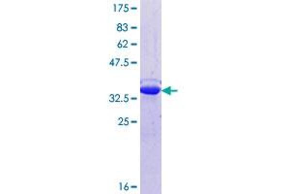 SYT7 Protein (AA 41-139) (GST tag)