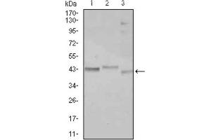 Western Blotting (WB) image for anti-CCAAT/enhancer Binding Protein (C/EBP), alpha (CEBPA) antibody (ABIN2843747) (CEBPA 抗体)