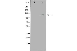 Western blot analysis of K562 whole cell lysates, using ARHGEF7 Antibody. (ARHGEF7 抗体  (Internal Region))
