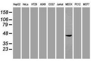 Image no. 2 for anti-SRY (Sex Determining Region Y)-Box 17 (SOX17) (AA 177-414) antibody (ABIN1491031) (SOX17 抗体  (AA 177-414))
