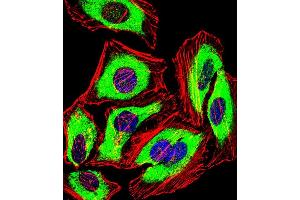 Fluorescent confocal image of Hela cell stained with PRDX2 Antibody (C-term) (ABIN389468 and ABIN2839532). (Peroxiredoxin 2 抗体  (C-Term))