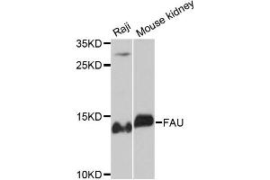 Western blot analysis of extracts of various cell lines, using FAU antibody. (FAU 抗体)