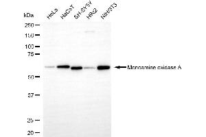 Western blotting analysis using monoamine oxidase A antibody (ABIN7799483). (Recombinant Monoamine Oxidase A 抗体)