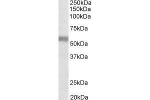 ABIN870670 (1µg/ml) staining of Human Placenta lysate (35µg protein in RIPA buffer). (NPR3 抗体  (AA 520-533))