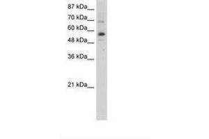 Image no. 1 for anti-Zinc Finger Protein 71 (ZNF71) (N-Term) antibody (ABIN6736258) (ZNF71 抗体  (N-Term))