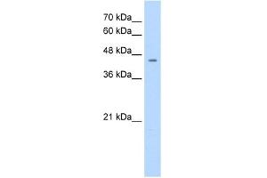 Western Blotting (WB) image for anti-Nuclear Receptor Subfamily 1, Group I, Member 3 (NR1I3) (C-Term) antibody (ABIN2778067)
