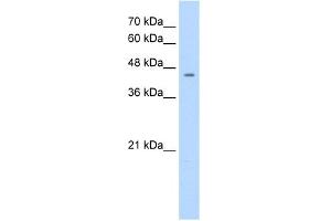WB Suggested Anti-NR1I3 Antibody Titration:  1.