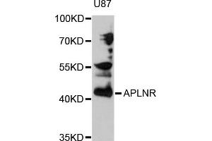 Western blot analysis of extracts of U-87MG cells, using APLNR antibody (ABIN5971438) at 1/1000 dilution. (Apelin Receptor 抗体)
