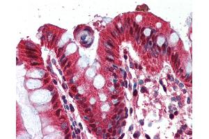 Anti-Ghrelin antibody IHC of human colon. (GHRL 抗体  (AA 103-117))