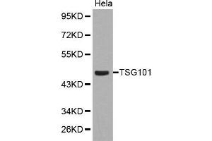Western blot analysis of extracts of Hela cell line, using TSG101 antibody. (TSG101 抗体  (C-Term))