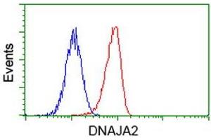 Image no. 3 for anti-DnaJ (Hsp40) Homolog, Subfamily A, Member 2 (DNAJA2) antibody (ABIN1497861) (DNAJA2 抗体)