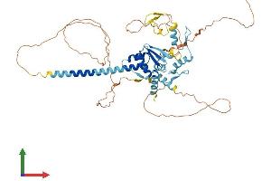 Protein Structure (PS) image for Zinc Finger and BTB Domain Containing 8B (ZBTB8B) (AA 1-495) protein (His tag) (ABIN7545720)