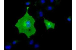 Immunofluorescence (IF) image for anti-Butyrophilin, Subfamily 1, Member A1 (BTN1A1) antibody (ABIN1496992) (BTN1A1 抗体)