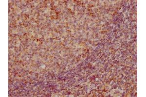IHC image of ABIN7127388 diluted at 1:155 and staining in paraffin-embedded human tonsil tissue performed on a Leica BondTM system. (Recombinant CCL19 抗体)