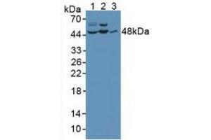 Figure. (C-Jun N-Terminal Kinases (AA 145-419) 抗体)