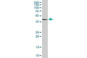 STYK1 MaxPab rabbit polyclonal antibody. (STYK1 抗体  (AA 1-422))