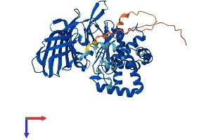 NPEPPSL1 (AA 1-478) protein (His tag)