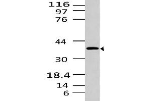 Image no. 1 for anti-Sphingosine-1-Phosphate Receptor 1 (S1PR1) (AA 1-320) antibody (ABIN5027520) (S1PR1 抗体  (AA 1-320))