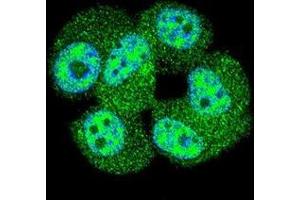 Confocal immunofluorescent analysis of AKT1 Antibody (C-term T450)(Cat#AP50137PU-N) with MCF-7 cell followed by Alexa Fluor 488-conjugated goat anti-rabbit lgG (green). (AKT1 抗体  (C-Term))