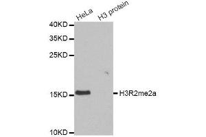 Western blot analysis of extracts of various cell lines, using Asymmetric DiMethyl-Histone H3-R2 antibody.
