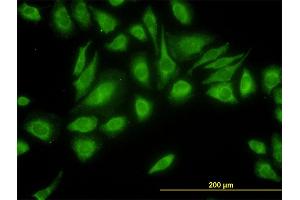 Immunofluorescence (IF) image for anti-Ubiquitin Specific Peptidase 47 (USP47) (AA 203-301) antibody (ABIN565811)