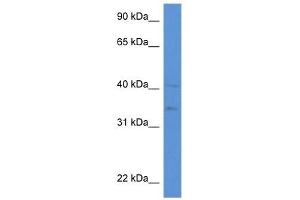 Western Blot showing LIPA antibody used at a concentration of 1 ug/ml against HepG2 Cell Lysate