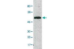 Western Blot analysis of human fibroblast mitochondria with COX15 polyclonal antibody  at 1:1000 dilution. (COX15 抗体  (N-Term))
