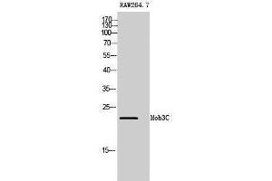 Western Blotting (WB) image for anti-MOB1, Mps One Binder Kinase Activator-Like 2C (MOBKL2C) (Internal Region) antibody (ABIN3176063) (MOBKL2C 抗体  (Internal Region))