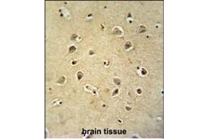 GABRG2 antibody (Center) (ABIN654148 and ABIN2844015) immunohistochemistry analysis in formalin fixed and paraffin embedded human brain tissue followed by peroxidase conjugation of the secondary antibody and DAB staining. (GABRG2 抗体  (AA 198-224))