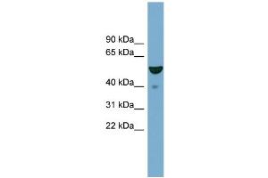 WB Suggested Anti-FBXO9  Antibody Titration: 0. (FBXO9 抗体  (Middle Region))