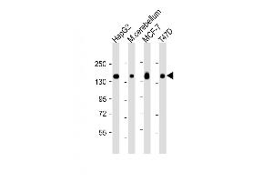 Western Blot at 1:2000 dilution Lane 1: HepG2 whole cell lysate Lane 2: mouse cerebellum lysate Lane 3: MCF-7 whole cell lysate Lane 4: T47D whole cell lysate Lysates/proteins at 20 ug per lane. (GLG1 抗体  (C-Term))