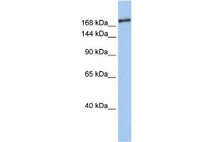 Western Blotting (WB) image for anti-SIN3 Transcription Regulator Homolog B (SIN3B) antibody (ABIN2459432) (SIN3B 抗体)