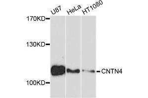 Western blot analysis of extracts of various cell lines, using CNTN4 antibody. (Contactin 4 抗体)