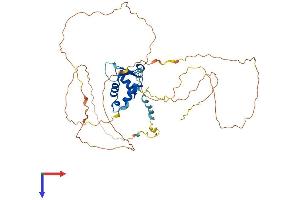 FOXF2 Protein (AA 1-446) (His tag)