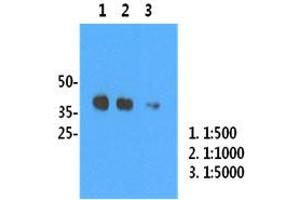 H1N1/HA1 recombinant protein (50ng) were resolved by SDS-PAGE, transferred to PVDF membrane and probed with anti-human H1N1/HA1 antibody (1:500). (Influenza Hemagglutinin HA1 Chain 抗体 (Influenza A Virus H1N1))