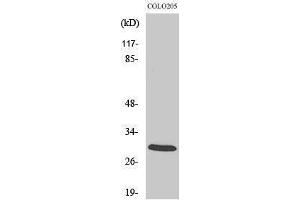 Western Blotting (WB) image for anti-14-3-3 zeta (YWHAZ) (Tyr330) antibody (ABIN3179859) (14-3-3 zeta 抗体  (Tyr330))