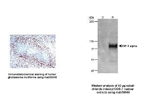Image no. 4 for anti-Hypoxia Inducible Factor 1, alpha Subunit (Basic Helix-Loop-Helix Transcription Factor) (HIF1A) (AA 432-528) antibody (ABIN2852421)