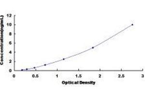 Heat Shock 70kDa Protein 8 (HSPA8) ELISA Kit