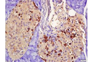 Formalin-fixed and paraffin embedded rat pancreas labeled with Rabbit Anti-PRLR Polyclonal Antibody, Unconjugated  at 1:200 followed by conjugation to the secondary antibody and DAB staining (Prolactin Receptor 抗体  (AA 251-350))