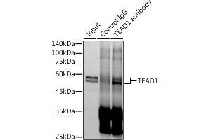 Immunoprecipitation analysis of 600 μg extracts of Mouse skeletal muscle cells using 3 μg TE antibody (ABIN7270754). (TEAD1 抗体)