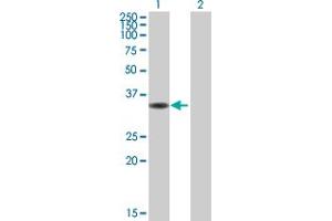 Western Blot analysis of CIAPIN1 expression in transfected 293T cell line by CIAPIN1 MaxPab polyclonal antibody. (CIAPIN1 抗体  (AA 1-312))