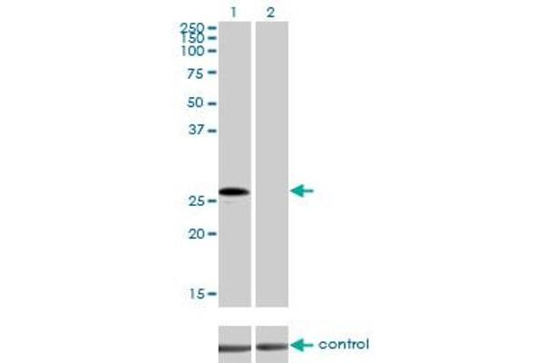 MED7 antibody  (AA 1-233)